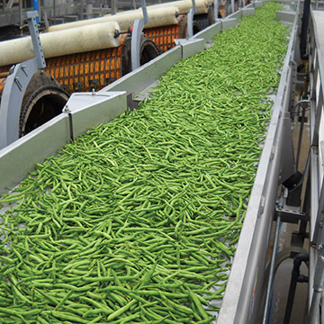 Key Technology vibratory conveyor for green beans