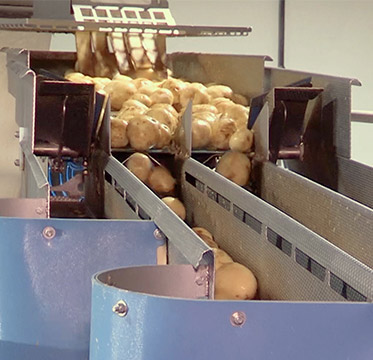 Industrial potato processing