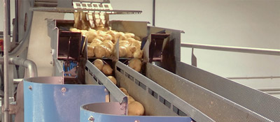 Conveying Potatoes to Slicers