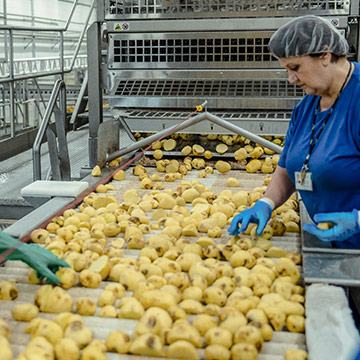 Inspecting and trimming potatoes