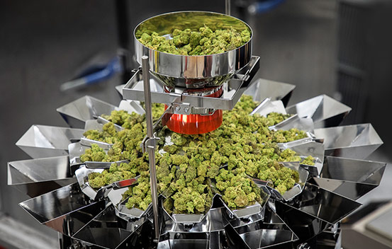 Cannabis being weighed on micro weigher for packaging