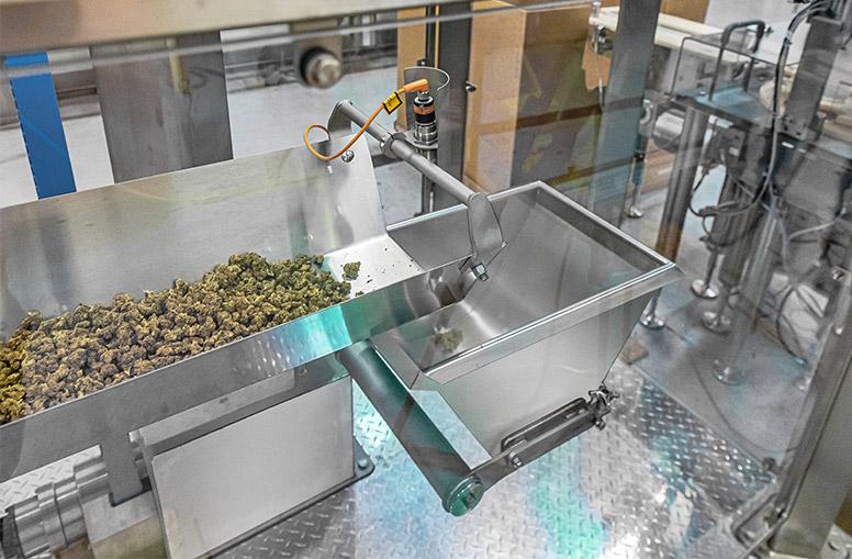 Cannabis Conveying System
