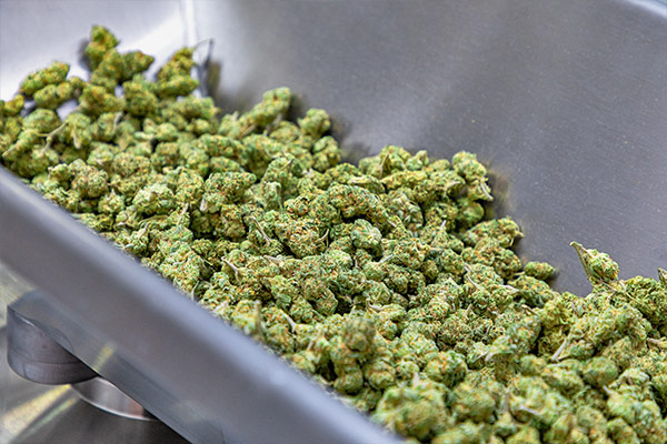 Transportador industrial de cannabis