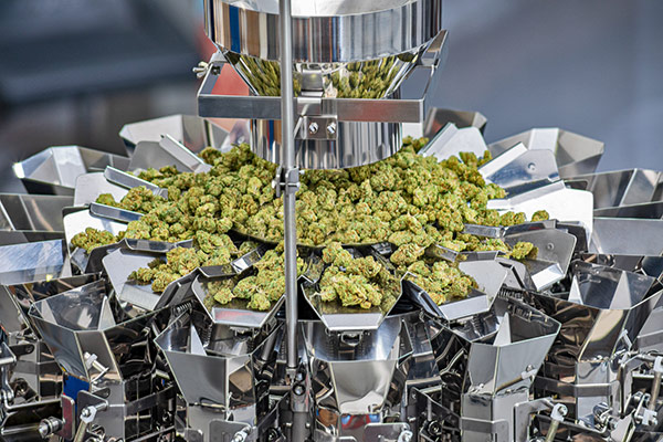 Pesaje de cannabis de alto volumen
