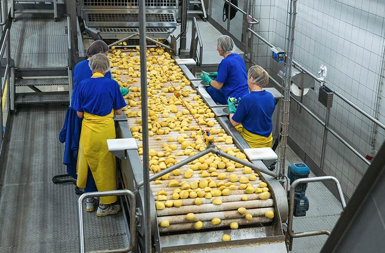 Equipo de procesamiento de alimentos para inspeccionar papas