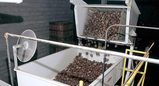 Crate Dumper unloading potatoes