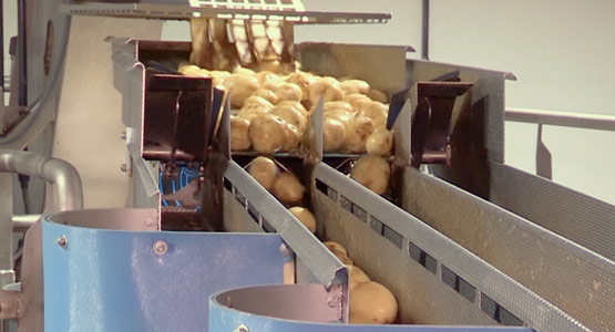 FastBack FastLane feeding potatoes to slicers