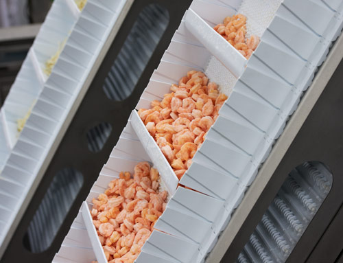 Shrimp on an Incline Conveyor