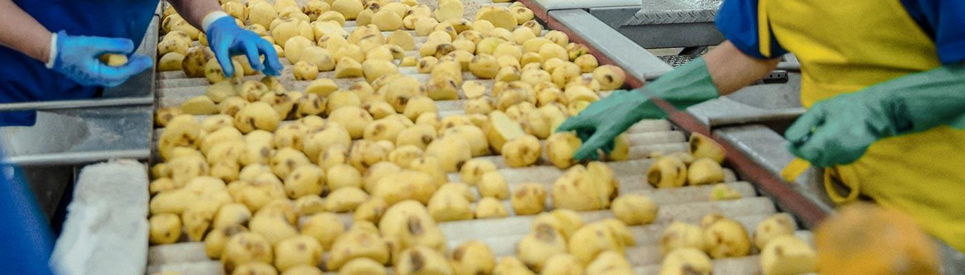 Inspecting and trimming potatoes