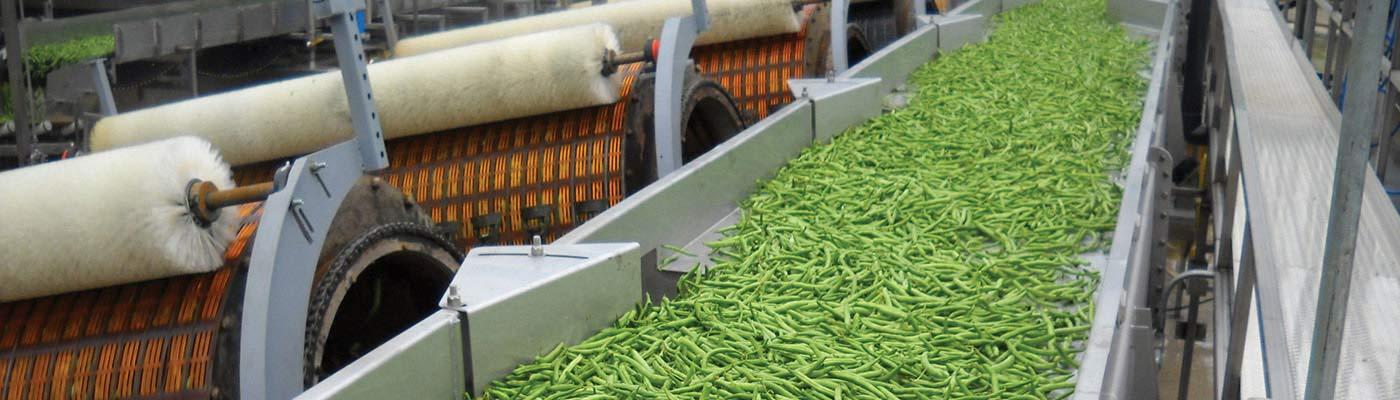 Key Technology vibratory conveyor for green beans