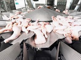 Ishida multihead weigher for poultry