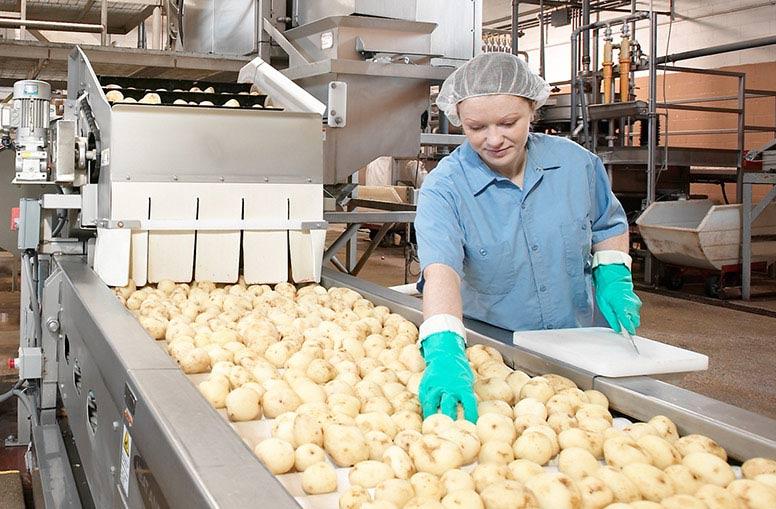 Mesa de inspección de procesamiento de papas y verduras