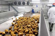 Mountain Top Foods poultry on horizontal motion conveyor